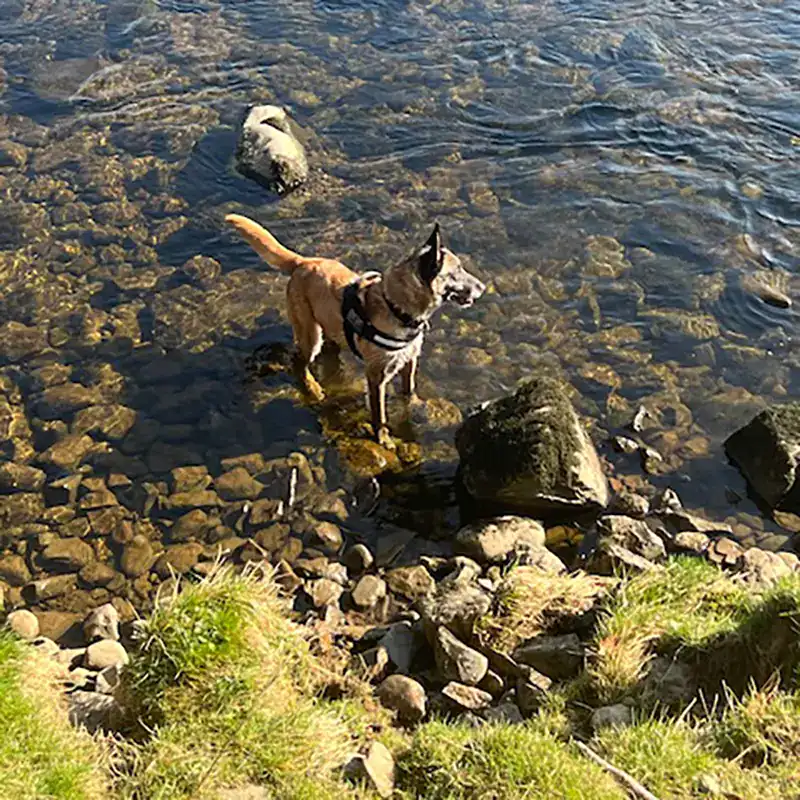 Alert Belgian Malinois in sunny meadow