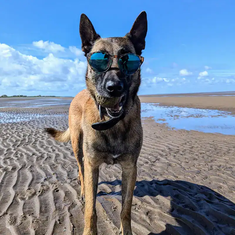 German Shepherd lying on a cushion outdoors.