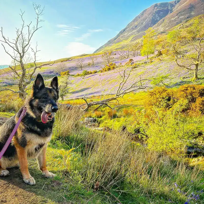 German Shepherd lying on a cushion outdoors.