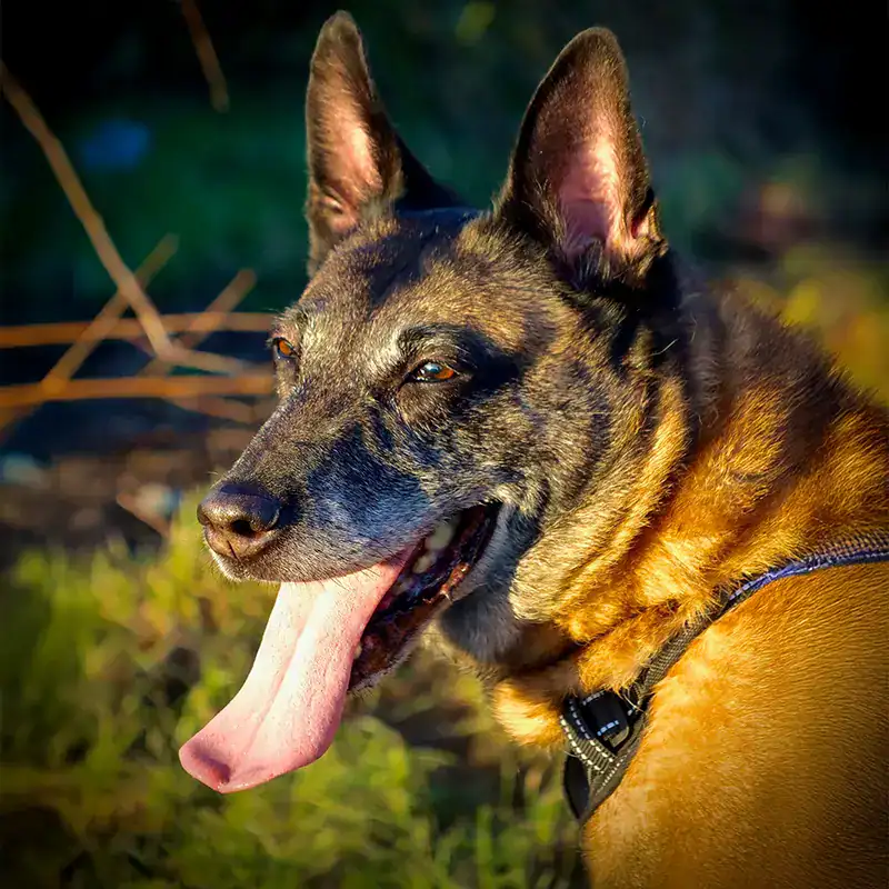 Alert Belgian Malinois in sunny meadow