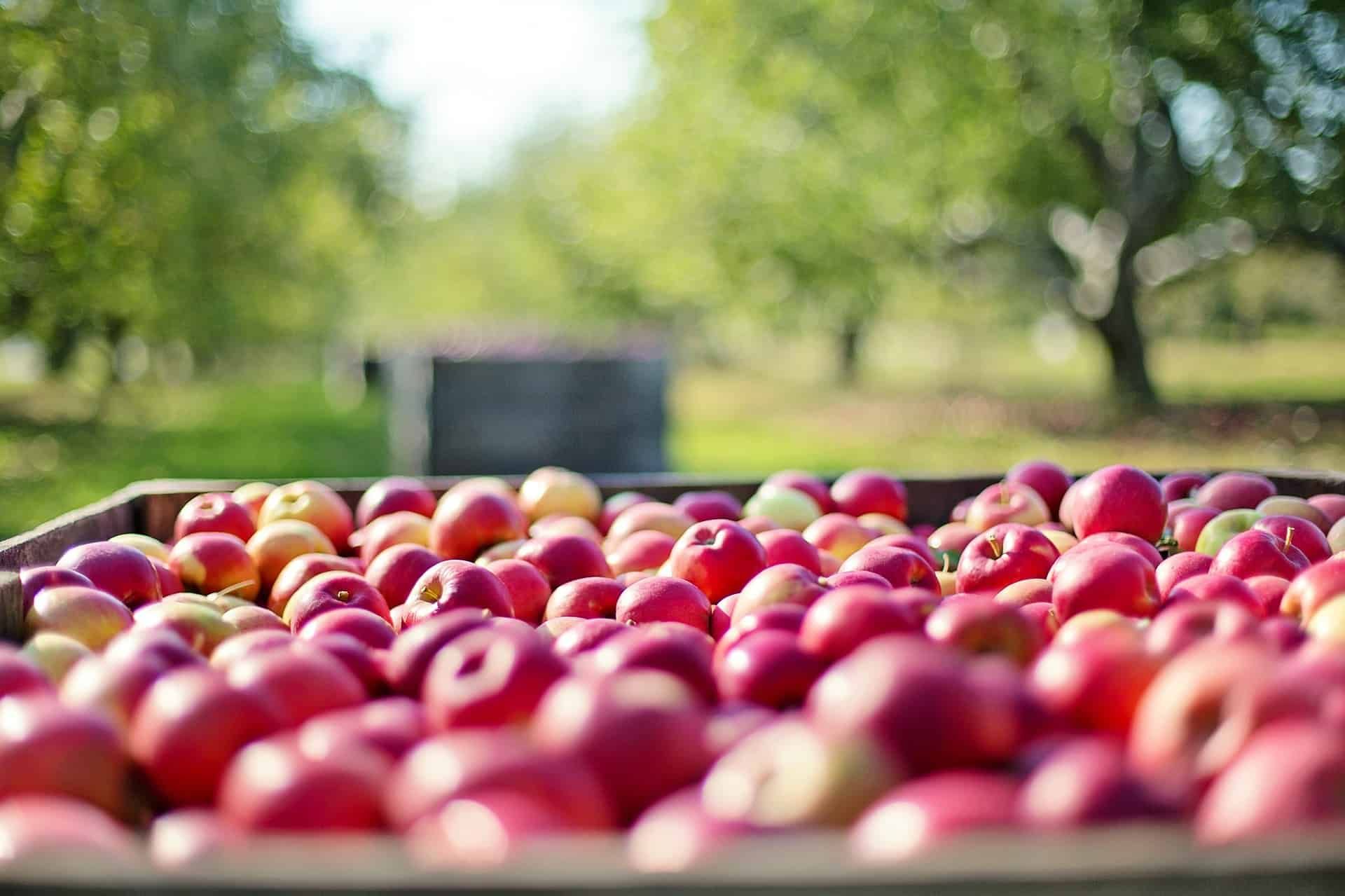 nachhaltigkeit obstsäfte kaufen