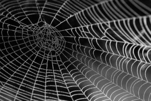 Close-up of a spider web with dew drops on black background.