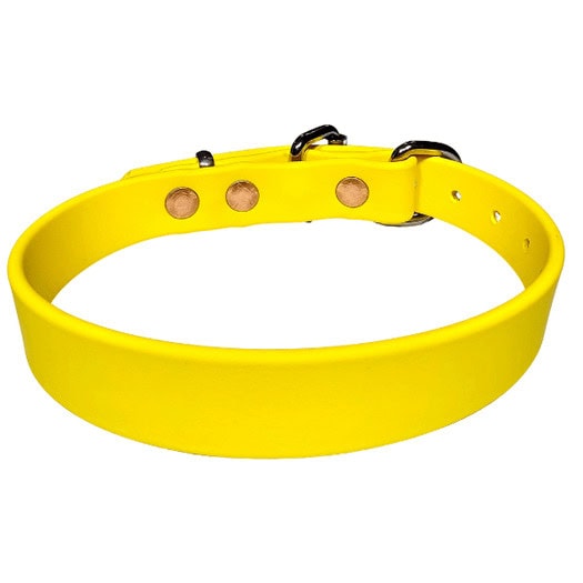 Bright yellow working dog collar with copper rivets and black hardware.