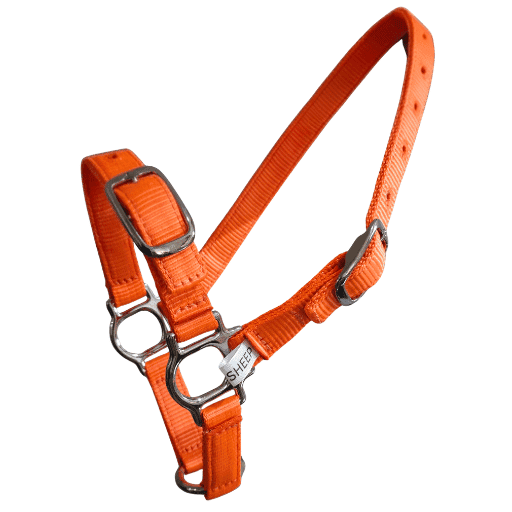 Sheep halter in orange webbing