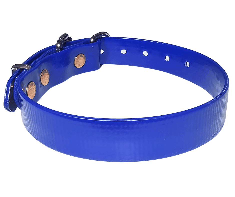 working dog collar pvc stainless steel copper rivets 25mm blue