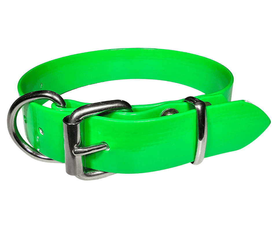 Bright green working dog collar with stainless steel buckle and rivets.