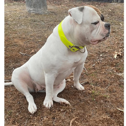 Dog wearing a bright yellow collar sitting outdoors on dirt.