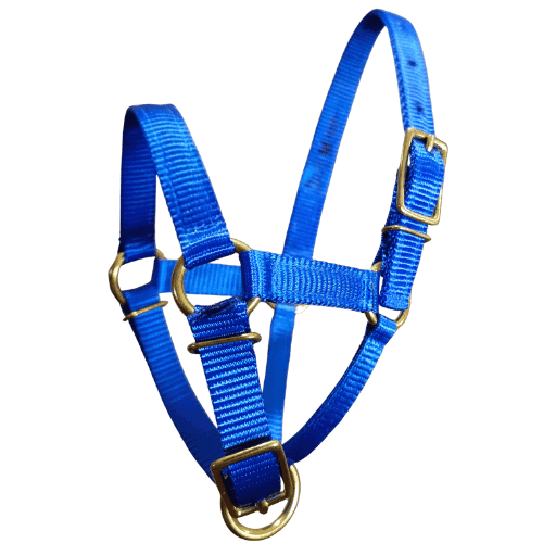 Alpaca halter ultimate brass in bright blue