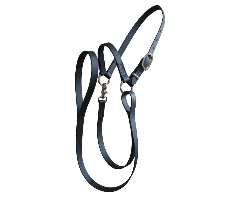 show sheep halter black