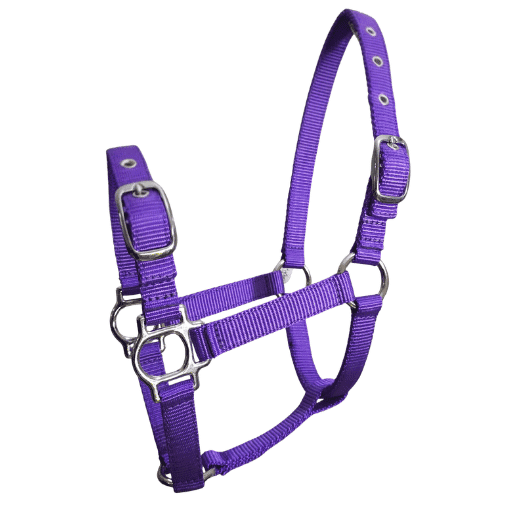 mini horse halter webbing in purple