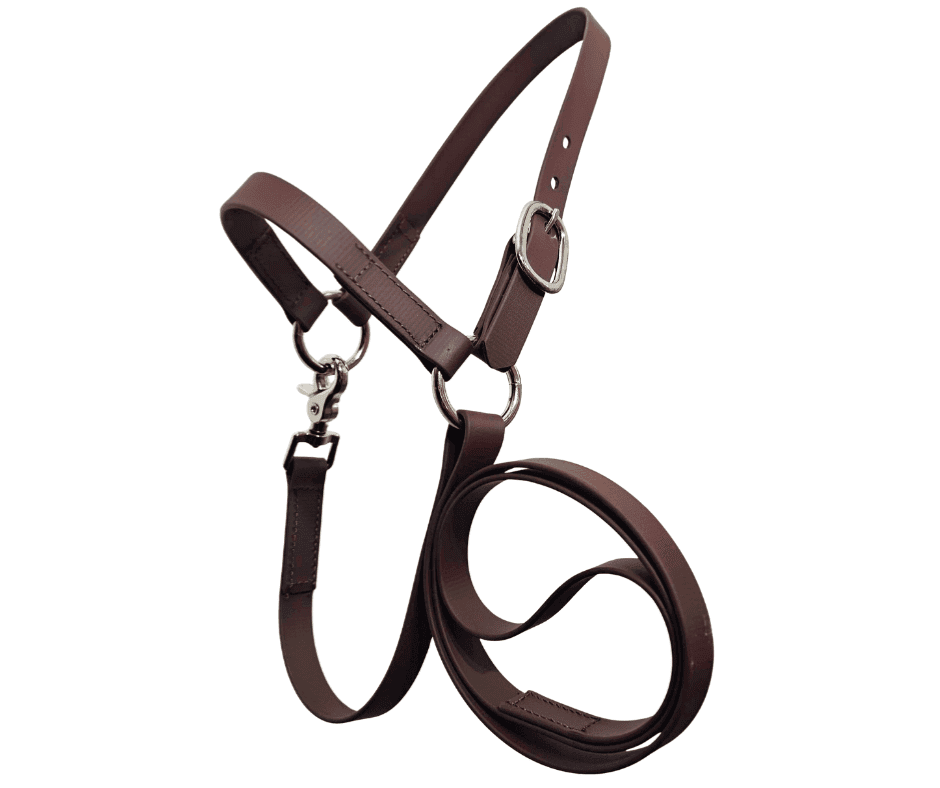 show sheep halter brown