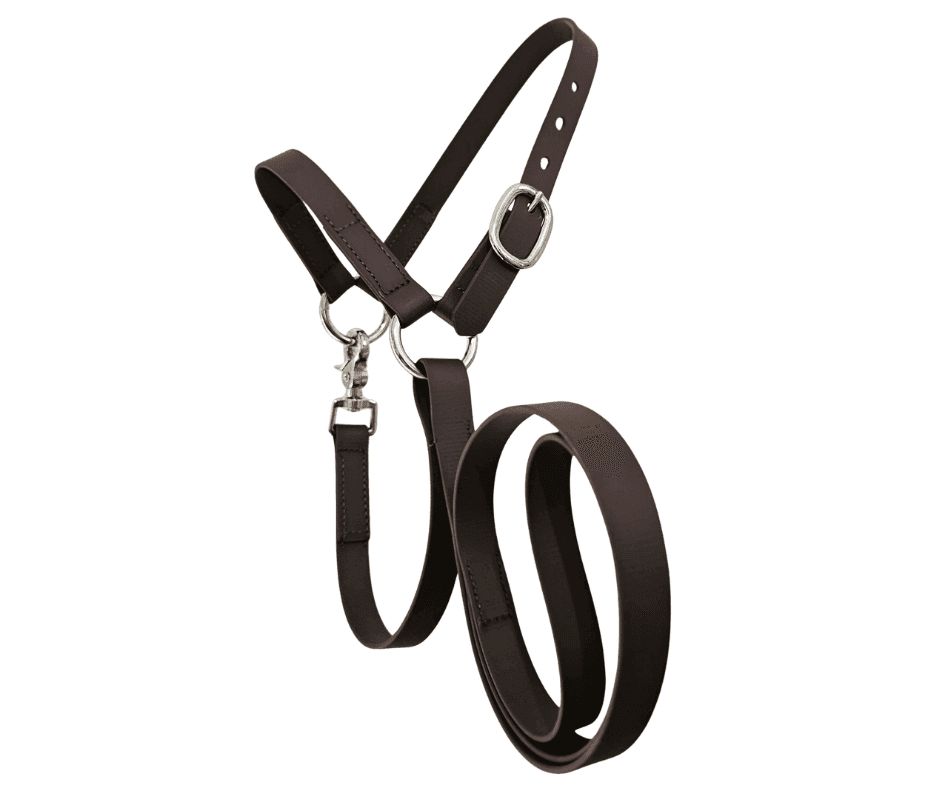 show sheep halter brown