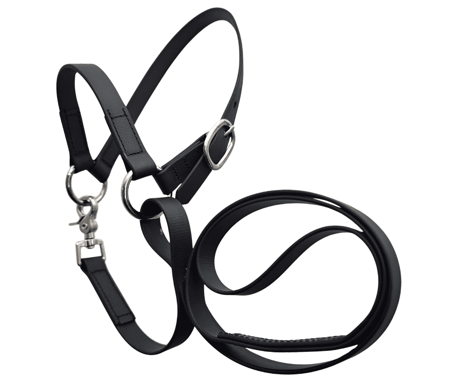 show sheep halter black