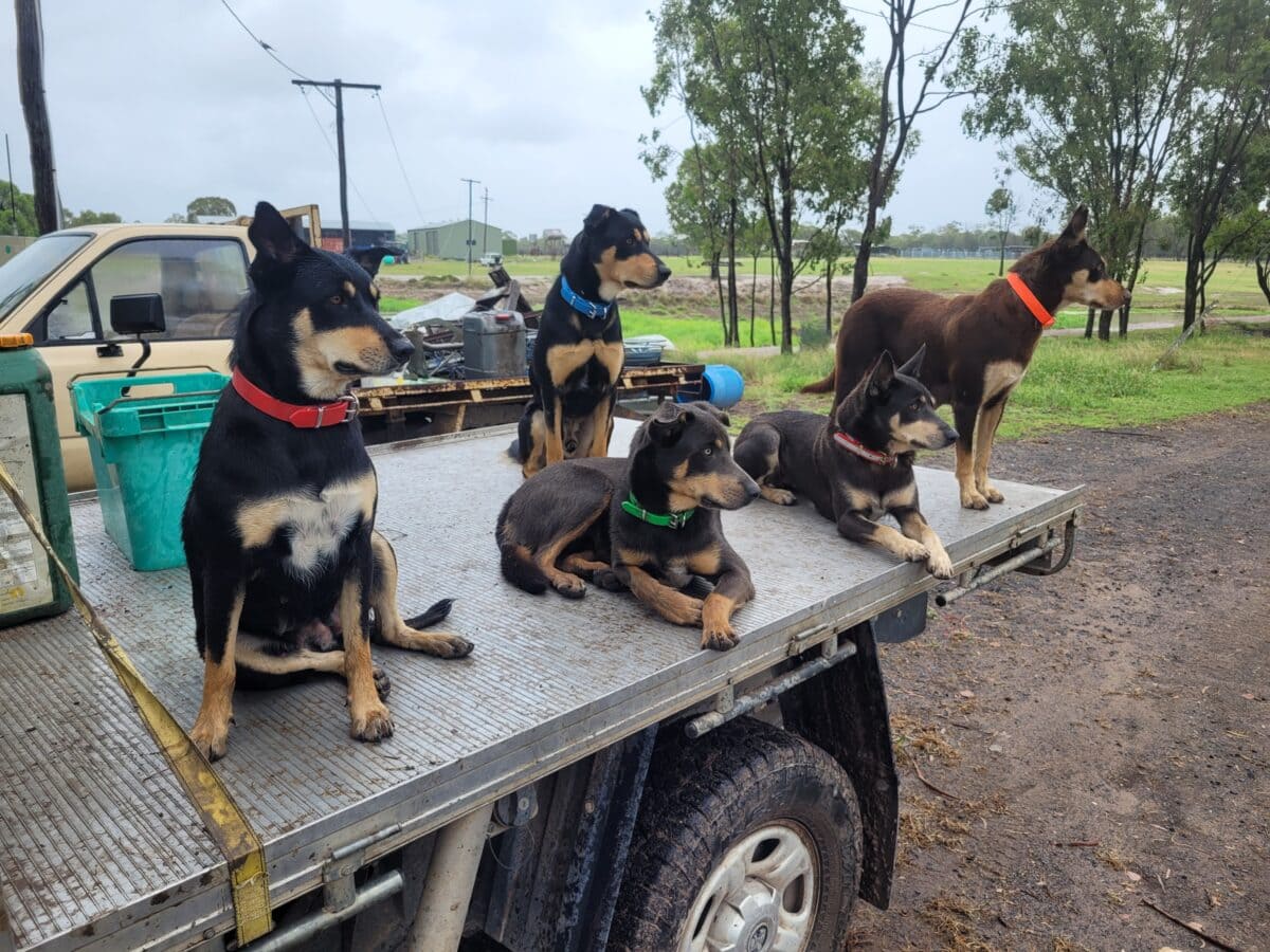 Group of puppies wearing colorful collars on a truck bed outdoors.