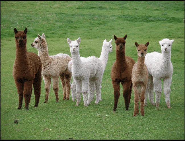 Group of alpacas standing on green grass in a field.