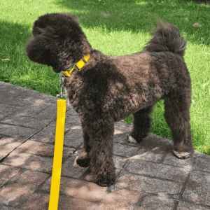 Poodle puppy with a yellow collar standing outdoors on a paved path.