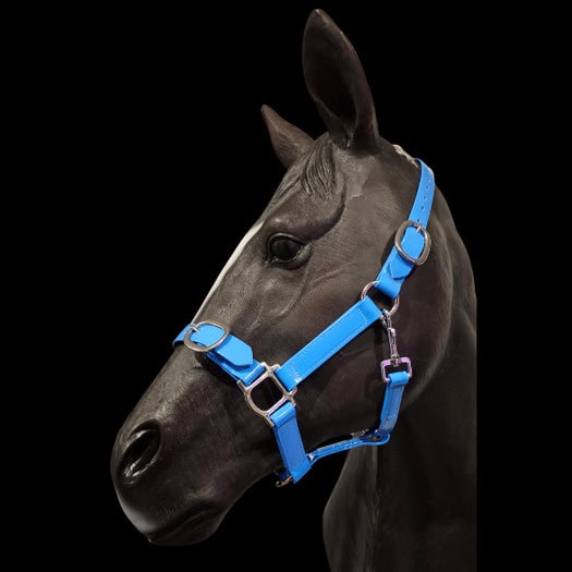 Black horse wearing a bright blue halter for riding or training.