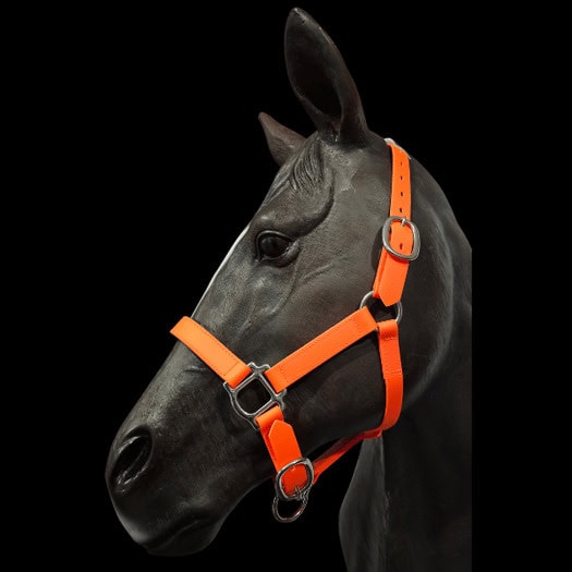 Bright orange horse halter on a black background.