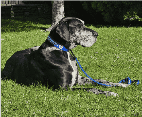 Dog wearing a custom Hudson collar lying on grass in a park.