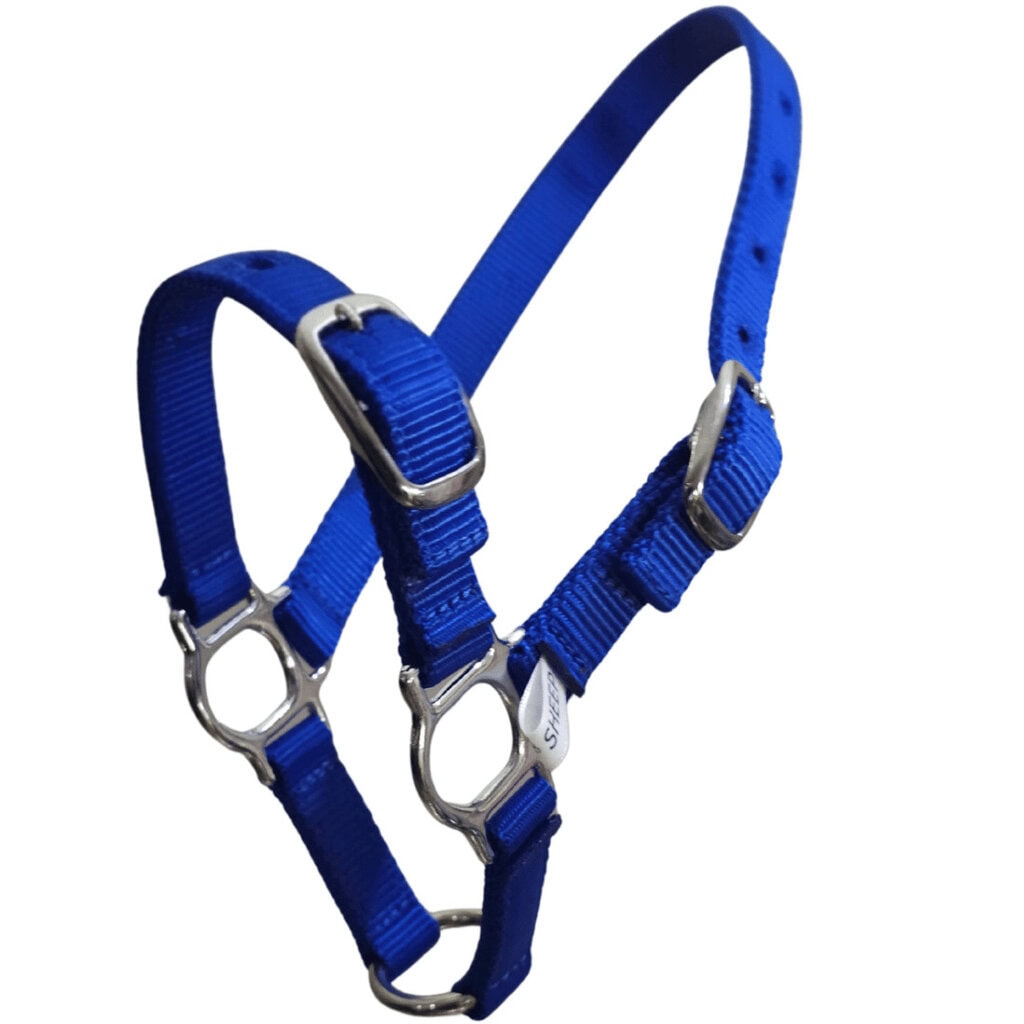Blue horse halter with silver hardware for ultimate control and comfort.