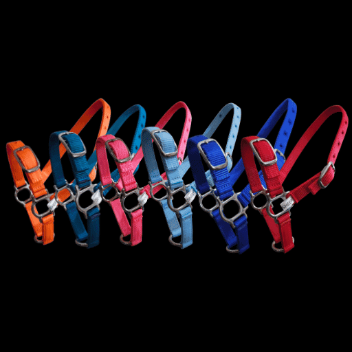 Colourful sheep halters in orange, blue, pink, and red for livestock management.