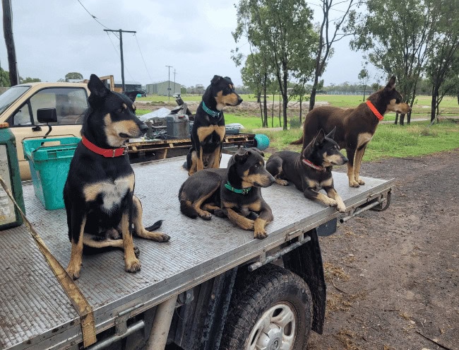 Working dogs with collars on a flatbed truck in a rural setting.