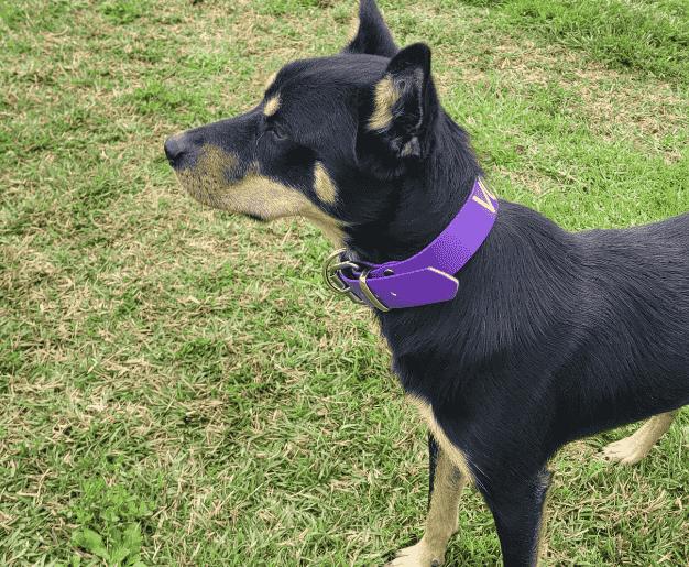 Working dog wearing a purple PVC collar on green grass.