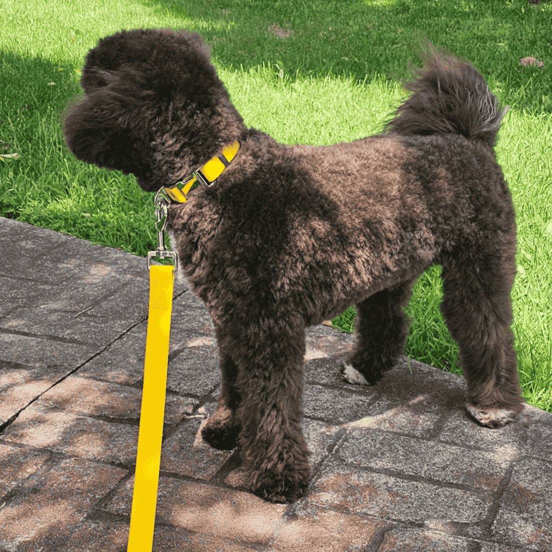 Henry with yellow biothane collar and lead
