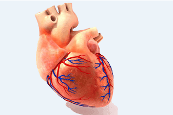 Anatomical model of a human heart showcasing arteries and veins for medical education.