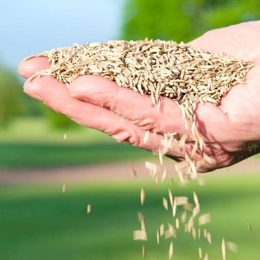 Grass seed