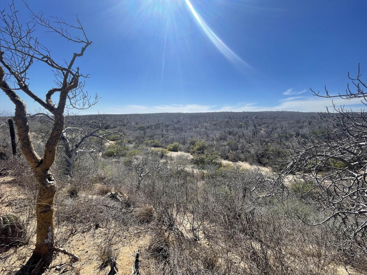 Diamante Cabo San Lucas Scenic Desert View With Dry Trees And Clear Blue Sky.