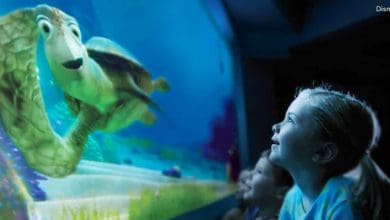 turtle talk with crush