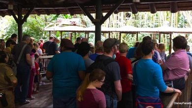 Animal Kingdom Line