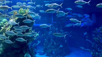 Mesmerizing silver fish glide around vibrant coral reefs in the magical blue glow of the aquarium’s immersive tank exhibit.