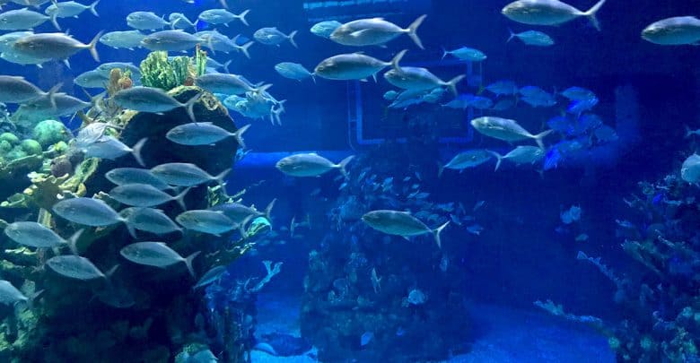 Mesmerizing silver fish glide around vibrant coral reefs in the magical blue glow of the aquarium’s immersive tank exhibit.