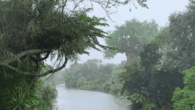 Rain and the Tree of Life