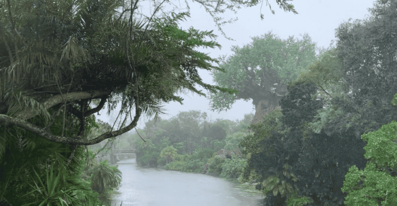 Rain and the Tree of Life