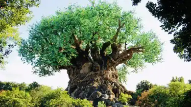 A massive artificial tree with a thick, twisting trunk and vibrant green foliage stands among real trees under a sunny sky, resembling the Tree of Life from Disney's Animal Kingdom.