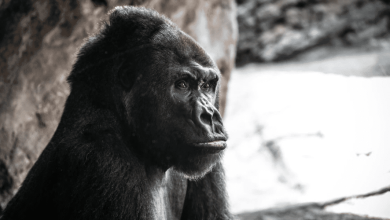 A close-up photo of a gorilla sitting and gazing thoughtfully to the side, with a rocky background and soft natural lighting.