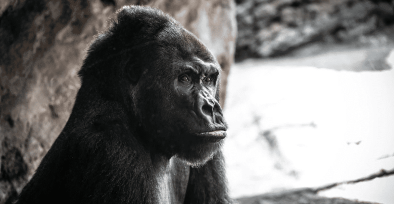 A close-up photo of a gorilla sitting and gazing thoughtfully to the side, with a rocky background and soft natural lighting.