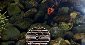 A striking black and orange koi glides by a metal drain and rocks in a clear pond—one of Disney World’s magical hidden spots.
