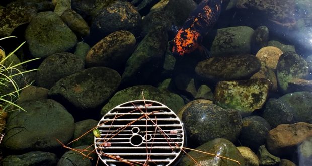 A striking black and orange koi glides by a metal drain and rocks in a clear pond—one of Disney World’s magical hidden spots.