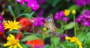 butterfly