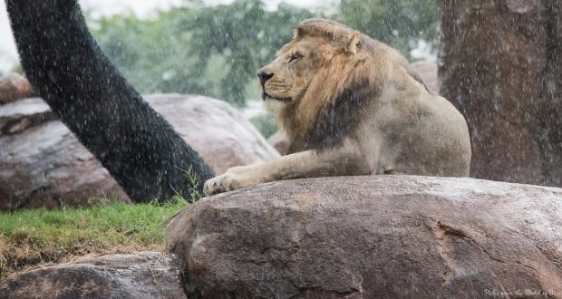 A lion sits majestically on a large rock in the rain, looking forward with a calm expression. The background shows blurred trees and other rocks, creating a natural habitat setting.