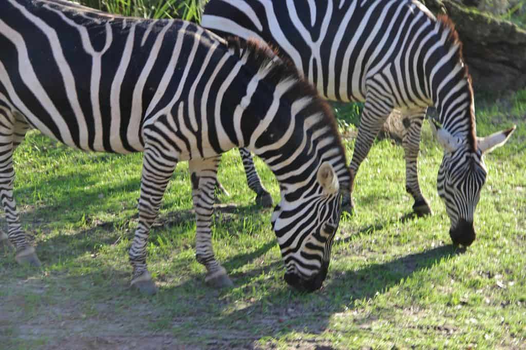 zebra animal kingdom