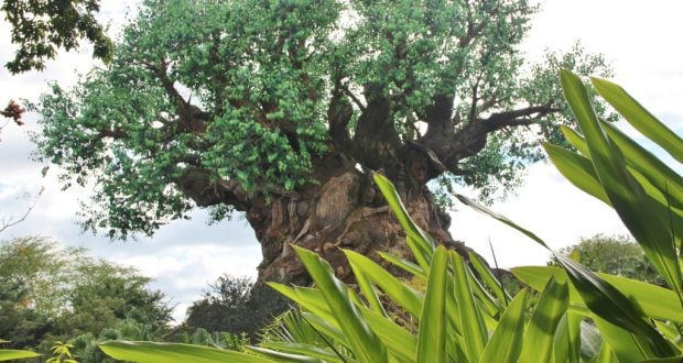 Tree of Life