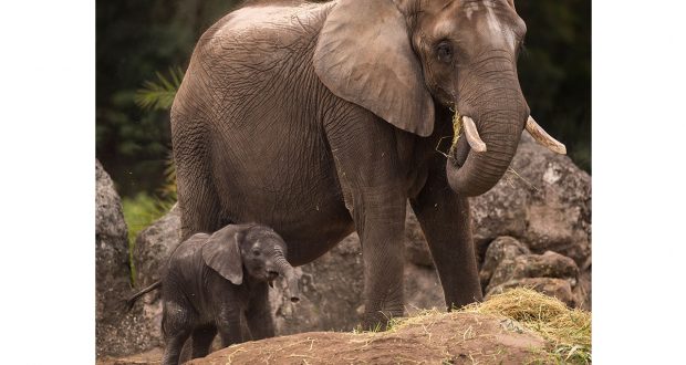 A majestic adult elephant and a newborn calf delight guests on the safari adventure trail, surrounded by lush greenery and rocks.