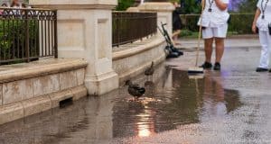 Two ducks splash in a puddle on a rainy Disney World day as Cast Members in white uniforms tidy up the path nearby.