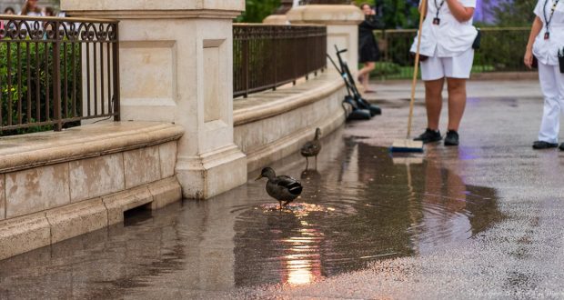 Two ducks splash in a puddle on a rainy Disney World day as Cast Members in white uniforms tidy up the path nearby.
