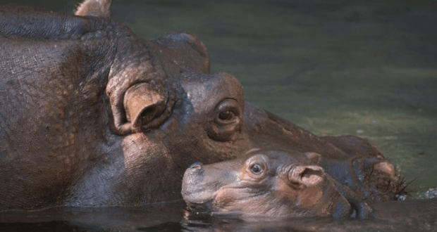 An adult Hippopotamus and a baby Nile Hippo swim side by side, evoking the magic of Disney World’s iconic animal adventures.
